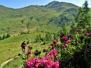 Monte Mincucco ad anello fiorito dal Lago di Valmora-26giu23- FOTOGALLERY